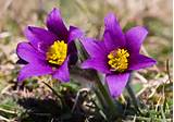 Pasque Flower Tundra Pictures