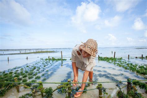 Seaweed Farming May Help Tackle Global Food Insecurity Tufts Now