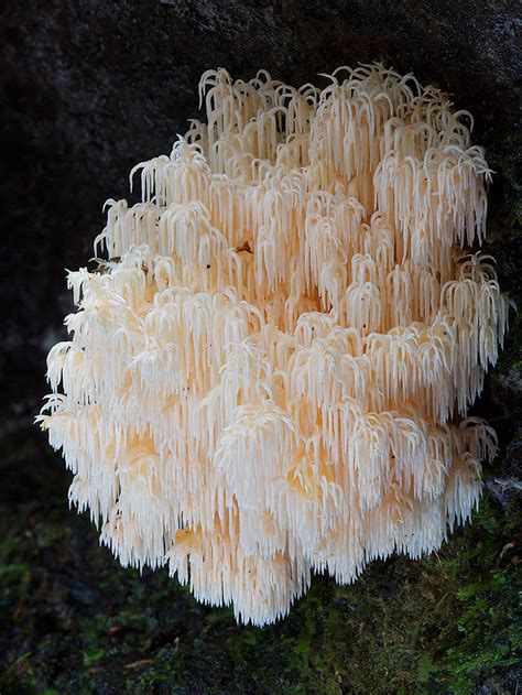 Mysterious World Of Australian Mushrooms Taken By Steve Axford