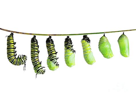 Monarch Caterpillar In Various Stages Isolated On White Photograph By