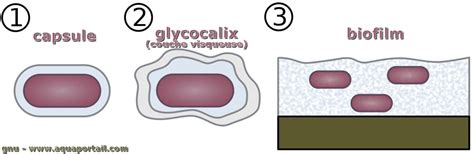 Glycocalyx Définition Et Explications