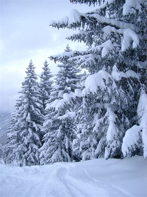 Free Stock Photo Of Fir Trees In The Snow Winter Scenery Winter