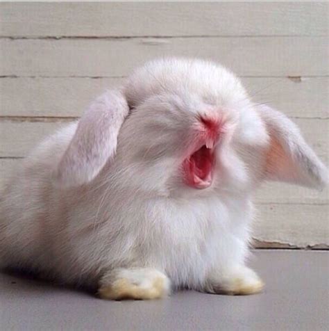 Yawning Bunny Pet Bunny Cute Little Animals Cute Funny Animals Cute