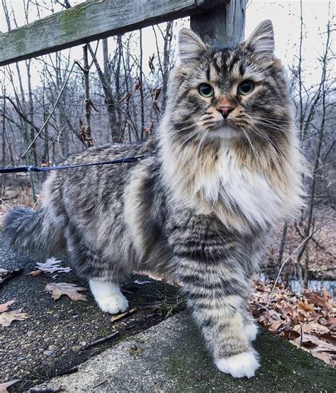How Much Is A Siberian Forest Cat Arvize