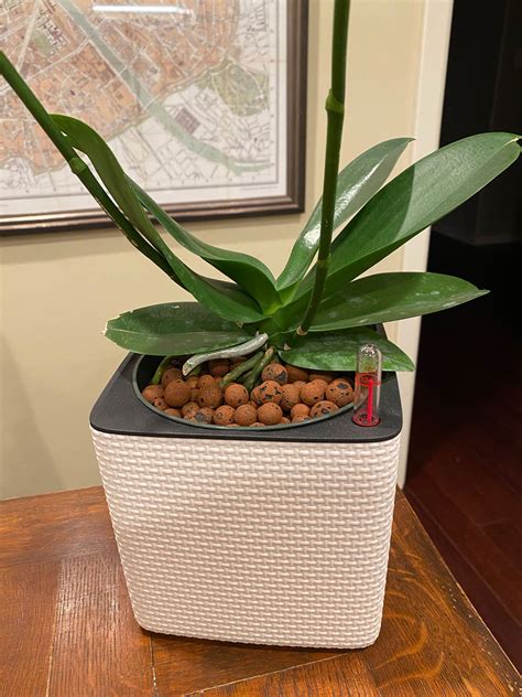Growing Orchids In Leca And Water 5 Steps For A Great Set Up