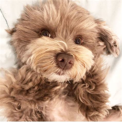 14 Pictures Of Fluffy And Adorable Havanese Dogs Petpress