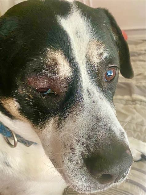 My 11 Y O 52 Lb Dog Has Swelling Above His Right Eye It Started This