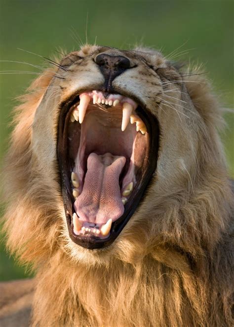 Lion Teeth Poster By Johan Swanepoel Displate Lion Art Lion Lions