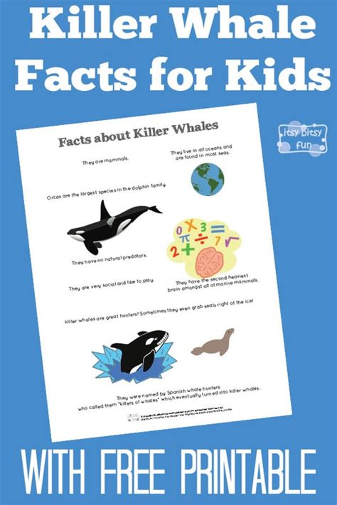 Wow, just when i thought those old people couldn't frustrate me any further…they find a way. Killer Whale Facts for Kids - itsybitsyfun.com