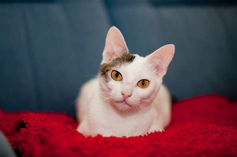 Free Images Cute Portrait Kitten Feline Nose Eyes Whiskers