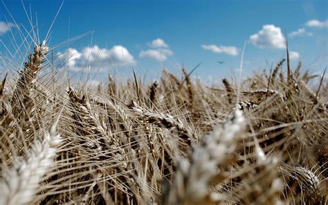 Nature Sky Wheat Ears Spikes Azure Hd Wallpaper Pxfuel