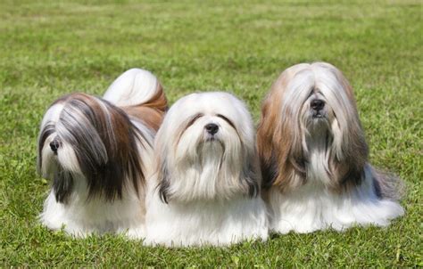 Lhasa Apso Saiba Tudo Sobre A Raça Melhoramigodog