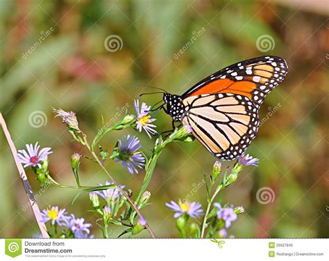 Butterfly Macro Royalty Free Stock Photo Image 26627845