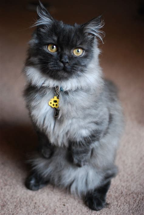 They come in long and short haired varieties with an array of different colors and markings. Minuet Napoleon Cat BreedersSiggy's Paradise