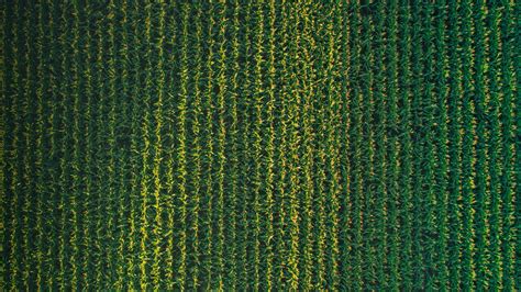 Download Wallpaper 1920x1080 Field Grasses Aerial View Plant Full Hd