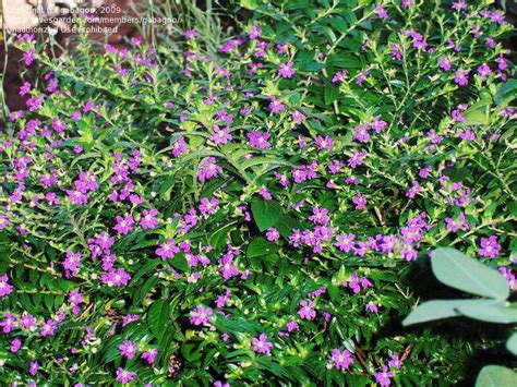 Plantfiles Pictures Mexican Heather False Heather Cuphea