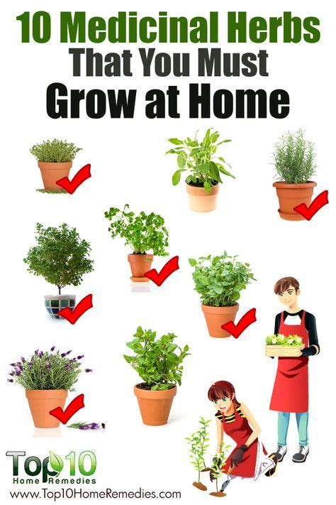 Easy To Grow Medicinal Herbs For First Time Gardeners Medicinal