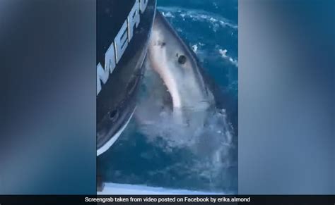 it took a chunk out of our motors great white shark bites boat in viral video flipboard