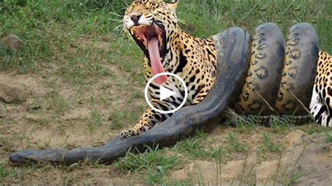 Arrogant Jaguar Hunting Python Was Wrapped By The Python Strangled