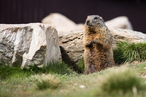 Marmotte 5 Choses à Savoir Sur Cette Habitante Incontournable Des