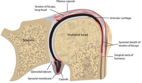 Classifications And Definitions Of Normal Joints Intechopen