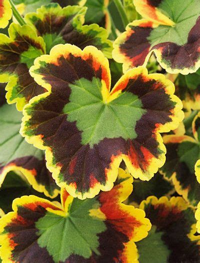 Geranium Species Multi Colored Leaves Geraniums Colorful Leaves