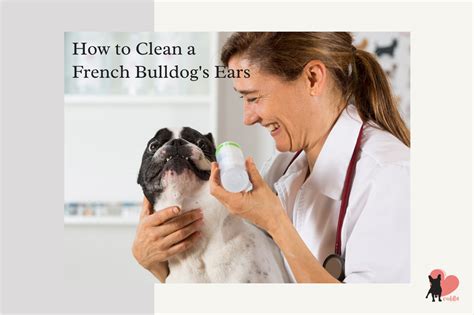 Never stick things inside of your french bulldog's ears! French Bulldog Ears Facts, Problems, Tapping and Cleaning