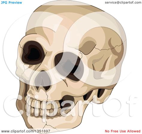 Clipart Of A Cracked Human Skull Royalty Free Vector Illustration By Pushkin 1351697