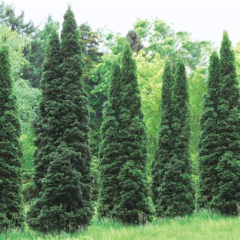 The green giant and emerald green thujas are the two common tree species native to north america and are widely distributed. 5 Essential Care Tips for Thuja Green Giant Tree - John ...