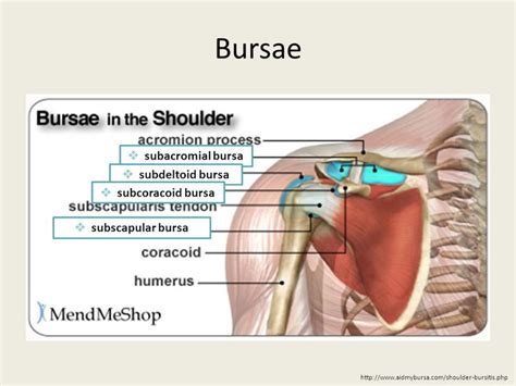 Image Result For Subscapular Bursa Bursa Bursitis Shoulder Bursitis