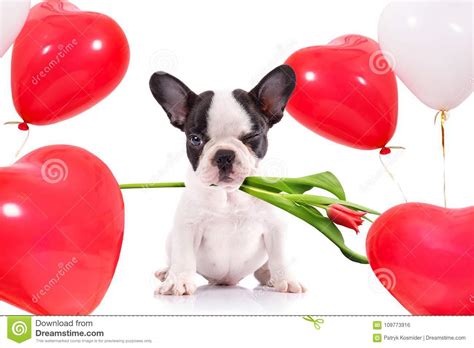 Cute Puppy With Tulip Flower And Heart Shape Balloons Stock Photo