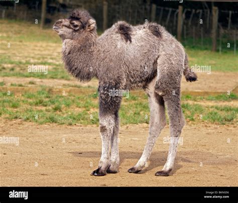 Bactrian Camel Calf Camelus Bactrianus Stock Photo Alamy