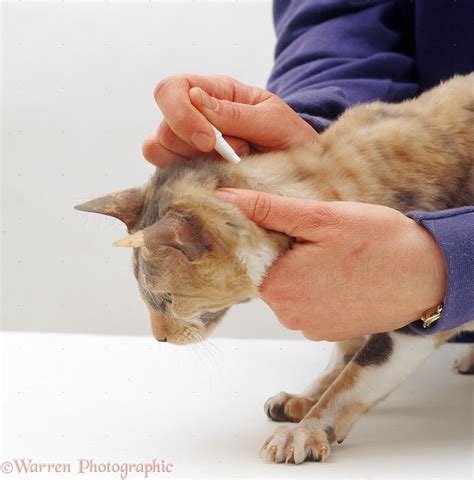 Applying Flea Treatment To A Cat Photo Wp13226