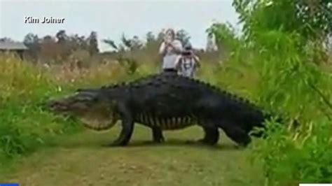 Video Massive Alligator Spotted At Nature Preserve Abc News