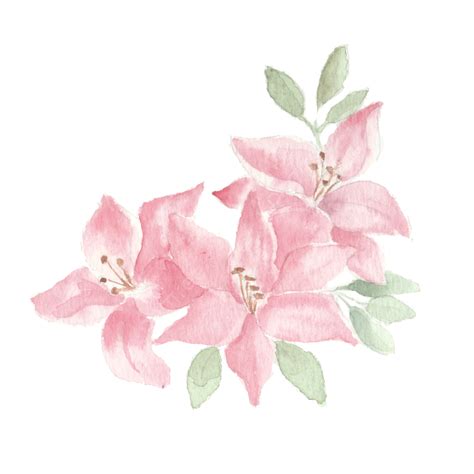 Pink Flower Arrangement Png Transparent Pink Lily Watercolor Flower