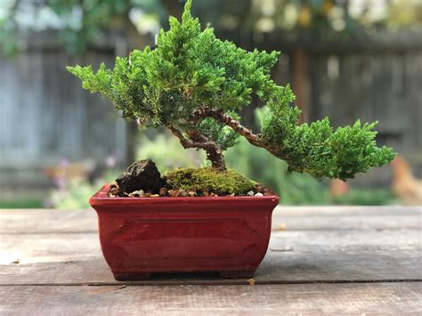 Keeping them indoors now the first thing. $9 Green Mound Juniper nursery stock after a haircut ...