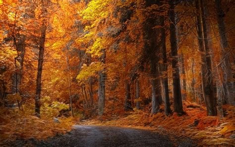 Trees Landscape Forest Fall Nature Road Branch Yellow
