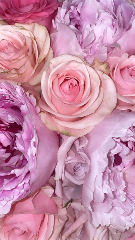 Pink And Purple Roses Wallpaper Flower Iphone Wallpaper Purple Roses