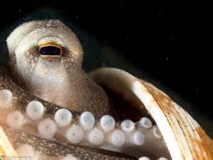 Sneaky Octopus Uses Discarded Shell As A Hiding Place Daily Mail Online