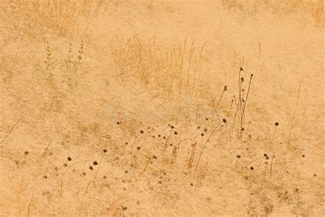 Round Spiky Seed Pods In Dry Yellow Grass Stock Photo Image Of Lion