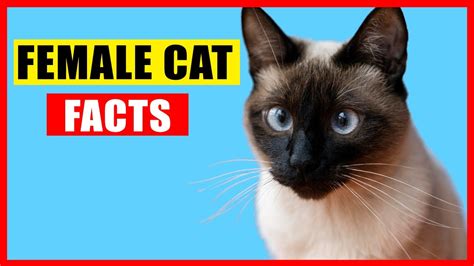 14 Surprising Facts About Female Cats You Need To Know YouTube