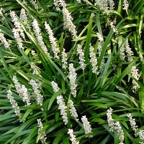 Liriope Muscari Monroes White Monkey Grass Lilyturf From Sandys