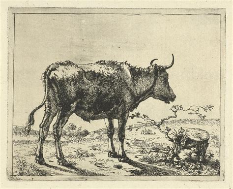 Bull Standing By A Tree Stump Marcus De Bye After Paulus Potter 1657 C