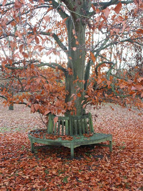 Beech Tree Pictures Photos Images Facts On Beech Trees