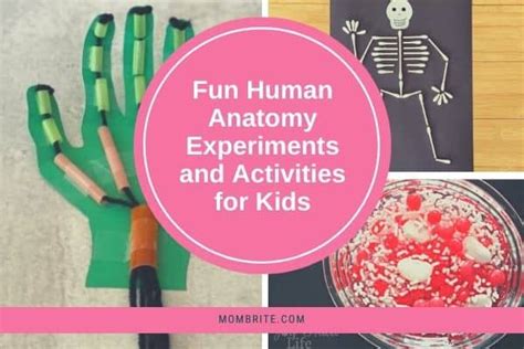 23 Fun Experiments And Activates To Teach Kids Human Body Anatomy
