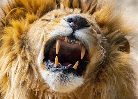 971677 Whiskers Lion Open Mouth Animals Teeth Fangs Big Cats