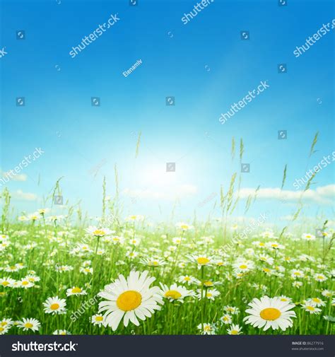 Daisy Field On Sunny Summer Day Stock Photo 86277916 Shutterstock