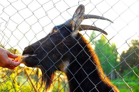 Goat Fencing Types Building Agri Farming
