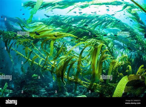 Giant Kelp Forest Macrocystis Pyrifera Santa Barbara Island Channel