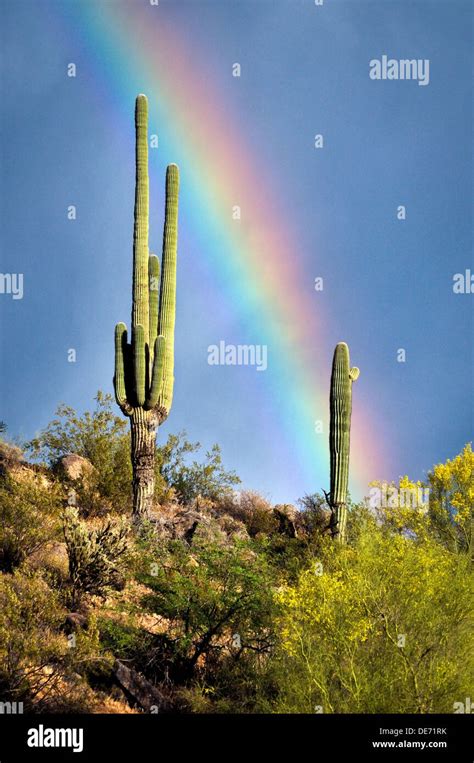 Arizona Desert Rainbow Saguaro Cactus Stock Photo Alamy